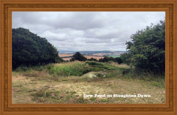 Dew Pond at Stoughton Down